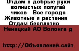 Отдам в добрые руки волнистых попугай.чиков - Все города Животные и растения » Отдам бесплатно   . Ненецкий АО,Волонга д.